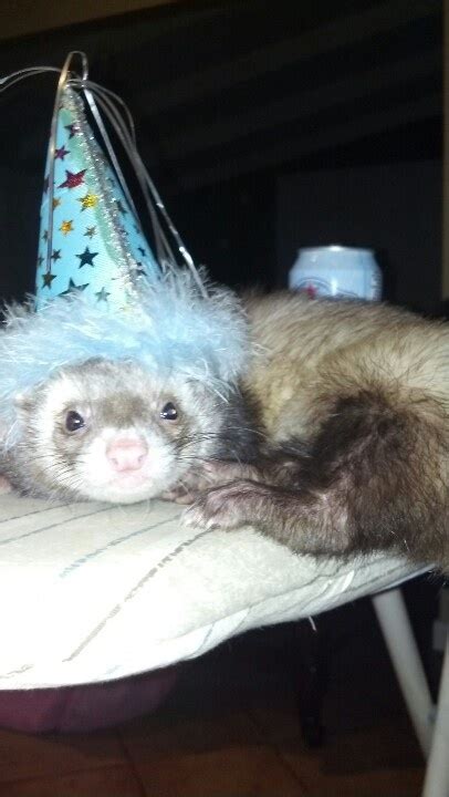 The Toothless Ferret. .